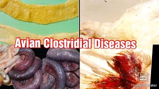 Clostridial Diseases In Poultry كولستريديا الدواجن [upl. by Pincas]