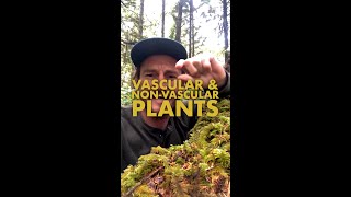 Vascular amp NonVascular Plants  TNCNatureLab [upl. by Repohtsirhc]