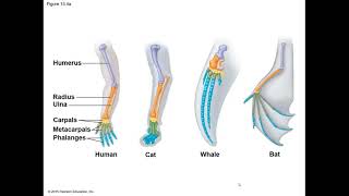 General Biology Chapter 13 How Populations Evolve [upl. by Reilamag933]