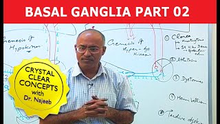 Basal Ganglia  Neuroanatomy  Part 23 [upl. by Bailey907]