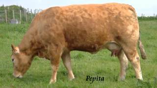 Gourneix Limousin best breeding cows [upl. by Nahta]