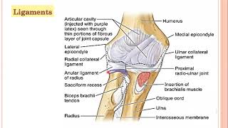 Radioulnar Joints First yr MBBS anatomy lecture p 1a 21 05 2021 by Dr Rabia [upl. by Retsila205]