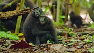 Cute Affectionate Monkeys  Lands of the Monsoon  BBC Earth [upl. by Yllier]