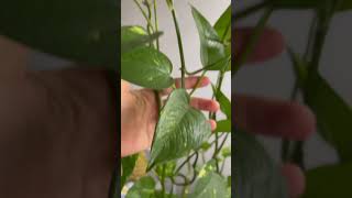 How To Take Care Of Your Pothos [upl. by Conlin]