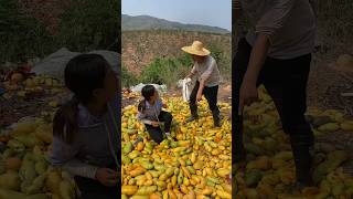 Natural mango fruit harvesting from farmers with rural farming life fruit mango 2024 fresh [upl. by Llerehs]