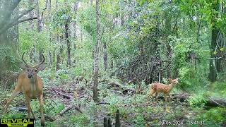 Maurepas Swamp WMA Trail Cam Videos AugSept [upl. by Mungam717]