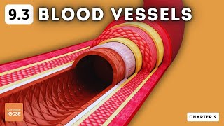 IGCSE Biology  Blood vessels 93 [upl. by Suzette]