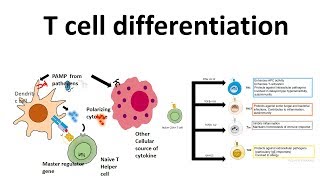 T cell differentiation role of cytokines in T cell differentiation [upl. by Nomannic]