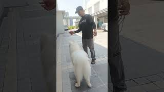 Training ng Samoyed sa dog show [upl. by Kcirddahc]