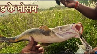 Big snakehead fishing in river 🎣ठंढ के मोसम में मरल मचली का हमला murrel fish pune fishing मचली [upl. by Lotson]