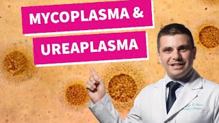 Mycoplasma e Ureaplasma  você conhece [upl. by Eivod298]