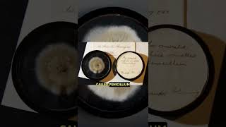 The Discovery of Penicillin Alexander Fleming Revolutionizes AntiBiotics history medical shorts [upl. by Bartholomeus412]