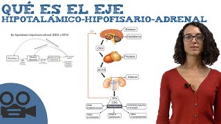 Qué es el Eje hipotalámicohipofisarioadrenal [upl. by Devitt]