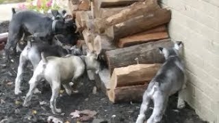 Ratting Dogs  Life With 6 Schnauzers [upl. by Addy261]