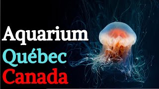 Best of Aquarium de Québec  What to do in Quebec City  Canada 4K [upl. by Cash]