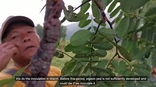 Intercropping of rice with Pigeon pea and stick lack production [upl. by Trever]