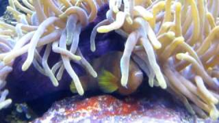 Clownfish Laying Eggs at Long Island Aquarium [upl. by Aylmer]