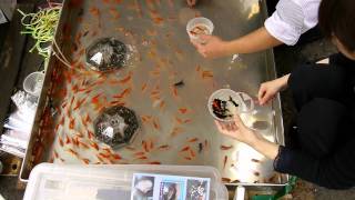 Japanese fish catching game [upl. by Reseda]