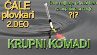 KRUPNI KOMADI NA PLOVAK × NAJEFIKASNIJI NAČIN ZA USPEŠNO PECANJE BELE RIBEfloatfishing [upl. by Marb]