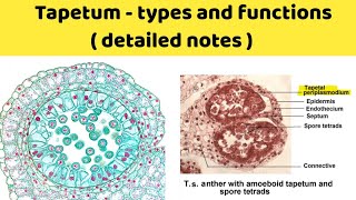 tapetum types and function  amoeboid tapetum and secretory tapetum  ubisch bodies [upl. by Enorej900]