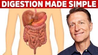 Your Digestive System Explained in Simple Terms [upl. by Aliuqa672]