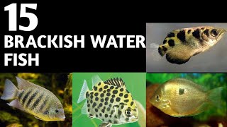 Brackish water fish  Brackish Aquarium fish  Types of brackish water fish [upl. by Aliehc]