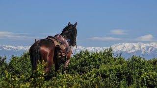 Self Guided Horse Riding Tour  Discovery Trail [upl. by Karlene]