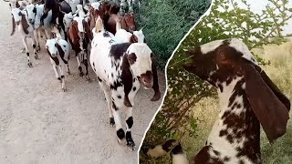 Goats and goats sheeps and sheeps with sounds and meeting [upl. by Weathers]