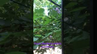 Bauhinia variegata  Purple orchid bloom outside window [upl. by Aihsek]