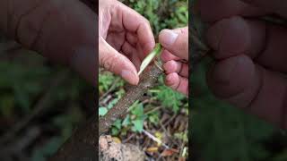 Easy Trees Grafting Methods plants grafting tree graft nature farming fruittrees yt [upl. by Annekam]