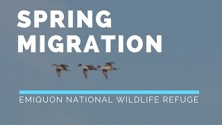 Emiquon National Wildlife Refuge  Spring Migration [upl. by Penelopa28]