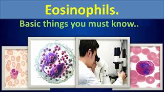 Eosinophils Basic things you must know [upl. by Gallenz425]