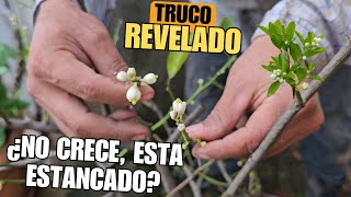 ¿TU CÍTRICO NO CRECE NI FLORECE 🌿🌼 Prueba este truco para impulsar el crecimiento y Floración [upl. by Trisa]