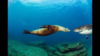 Shark Bites Victim in Half and Long Island Attacks [upl. by Ahsek]