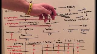 Adrenal Steroids  Physiology Lecture for Medical Students  USMLE Step 1 [upl. by Laughton]