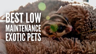 21 Best Exotic Pets That Are LowMaintenance [upl. by Meri]