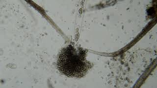 Water mold sporangium discharge HD [upl. by Alicirp]