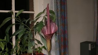 Amorphophallus Konjac Bloom Time Lapse [upl. by Lennaj]