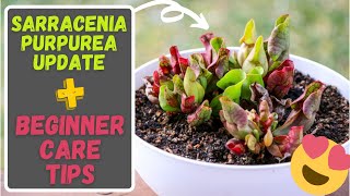 Sarracenia Purpurea Care Tips For Beginners Purple Pitcher Carnivorous Plant 8 Month Update [upl. by Uhn189]