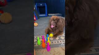 Rootie learning bowling dogtraining akc dogtraining domorewithyourdog dogtricks [upl. by Yggep]