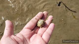 Collecting Cockles at Poole Sandbanks [upl. by Juditha]