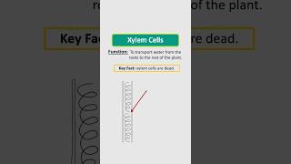 Adaptations of Xylem Cells specialisedcells [upl. by Ayital]