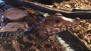 Live Feeding video Cuviers Dwarf Caiman Eating Mice in Their Huge Enclosure [upl. by Sergu]