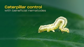 Effective caterpillar control in your greenhouse [upl. by Adalard]