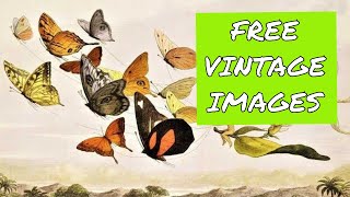 How to Find Free Public Domain Images [upl. by Wiggins]