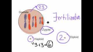 Unit 5 Day 1  Meiosis Part 1 of 2 [upl. by Midas]