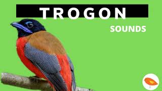 THE BEST TROGON SOUNDS COMPILATION Nature Sounds [upl. by Puiia]