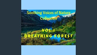 Soothing Voices of Nature Vol1  Breathing Forest Relaxing Deep Sleep [upl. by Eylhsa]