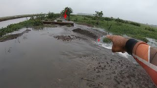 O valão transbordou devido muita chuvas na minha região e os peixes foram para nos pastos [upl. by Fletcher923]