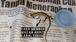 Cara Memelihara Anak Kadal Bengkarung Yang Baru Lahir  Hand Feeding Kadal Kebun [upl. by Naols644]